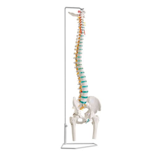 Modello anatomico di rachide - A251 - Erler-Zimmer - didattico / flessibile