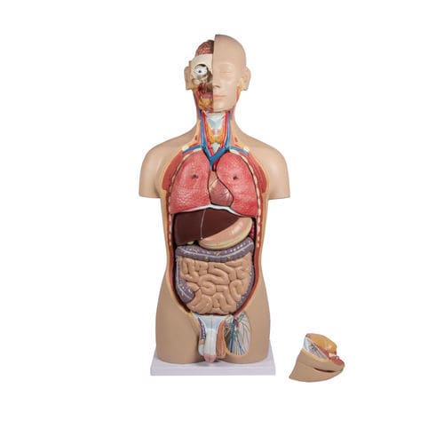 Modello anatomico tronco - B235 - Erler-Zimmer - didattico / bisessuato