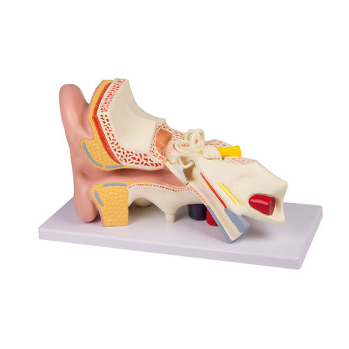 Modello anatomico di orecchio - E210 - Erler-Zimmer - didattico