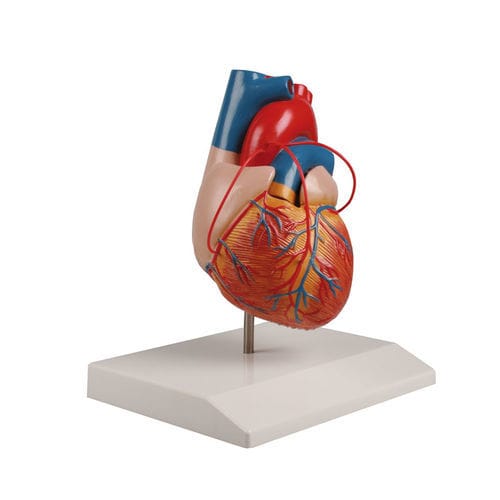 Modello anatomico di cuore - G205 - Erler-Zimmer - didattico