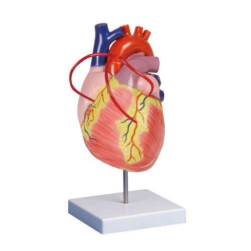 Modello anatomico di cuore - G206 - Erler-Zimmer - arteria polmonare / didattico / in plastica