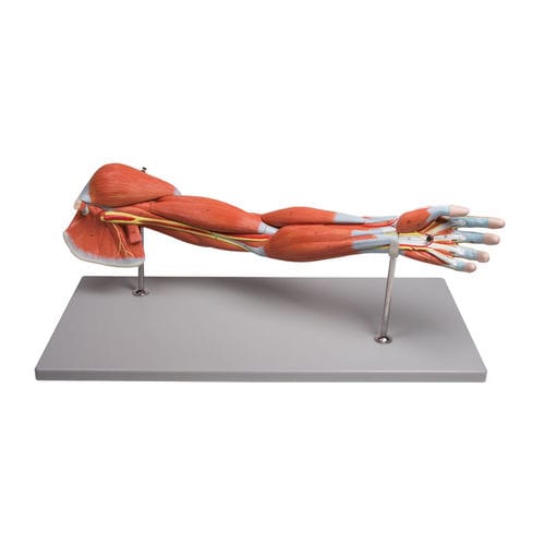 Modello anatomico di muscolo - M211 - Erler-Zimmer - di braccio / didattico
