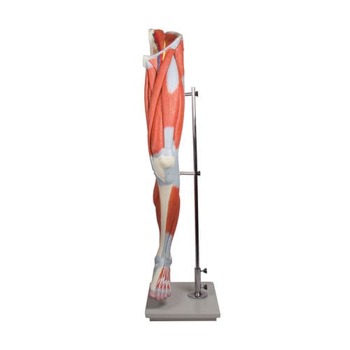 Modello anatomico di muscolo - M220 - Erler-Zimmer - di gamba / didattico