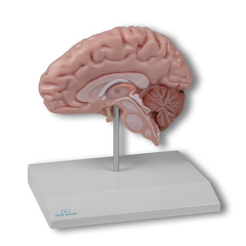 Modello anatomico di cervello - C915 - Erler-Zimmer - ad uso didattico