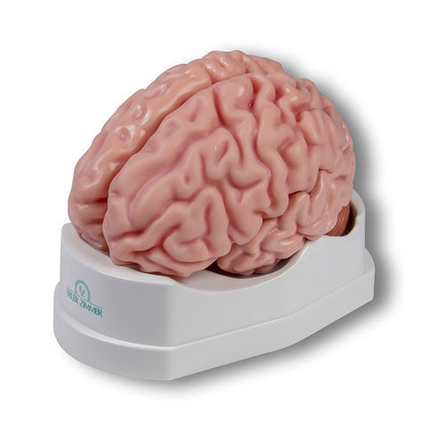 Modello anatomico di cervello - C918 - Erler-Zimmer - ad uso didattico