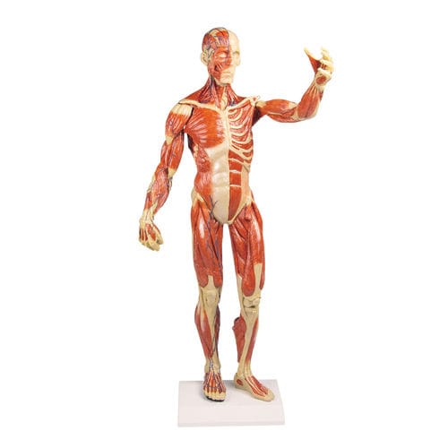 Modello anatomico di muscolo - B90 - Erler-Zimmer - di corpo intero / ad uso didattico