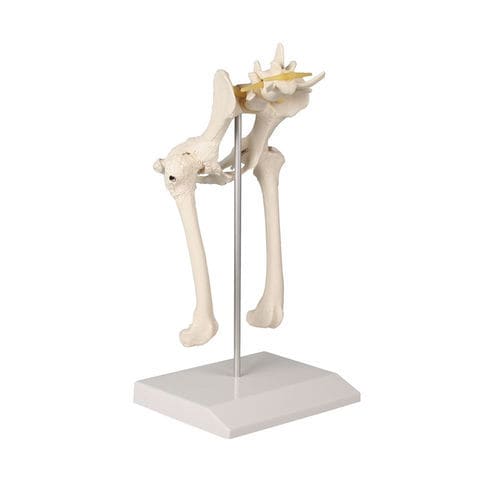 Modello anatomico di anca - VET1060 - Erler-Zimmer - di bacino / da veterinario / canino