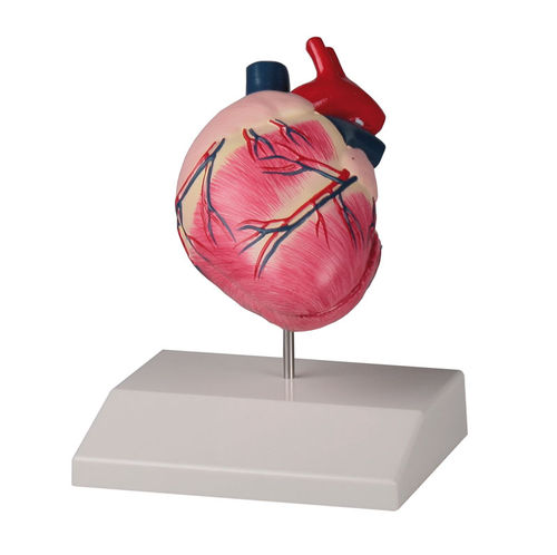 Modello anatomico di cuore - VET1250 - Erler-Zimmer - da veterinario / canino