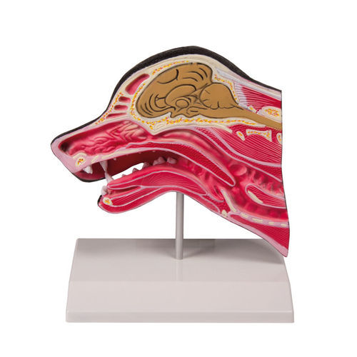 Modello anatomico di testa - VET1300 - Erler-Zimmer - da veterinario / canino