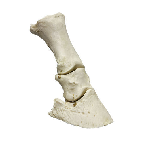 Modello anatomico di scheletro - VET4360 - Erler-Zimmer - di piede / da veterinario / di cavallo