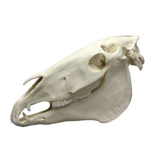 Modello anatomico di cranio - VET4350 - Erler-Zimmer - da veterinario / di cavallo