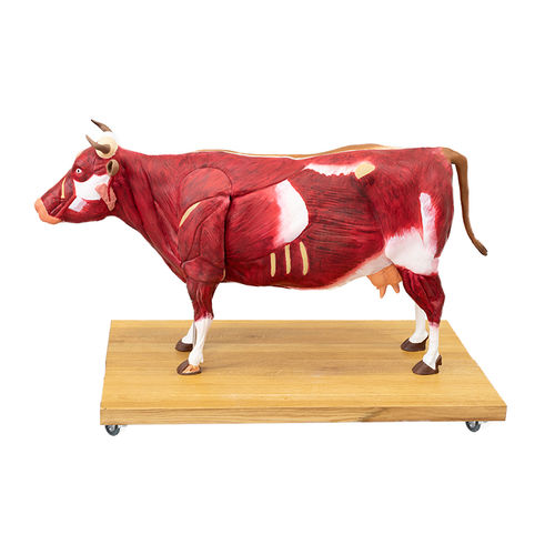 Modello anatomico muscolare - VET3300 - Erler-Zimmer - di corpo intero / da veterinario / con muscolatura