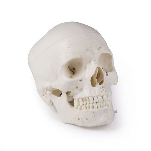 Modello anatomico di cranio - 4800 - Erler-Zimmer - osseo / di testa / neurochirurgico