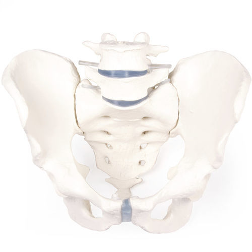 Modello anatomico di pelvi - 4056 - Erler-Zimmer - di osso sacro / ad uso didattico / maschile
