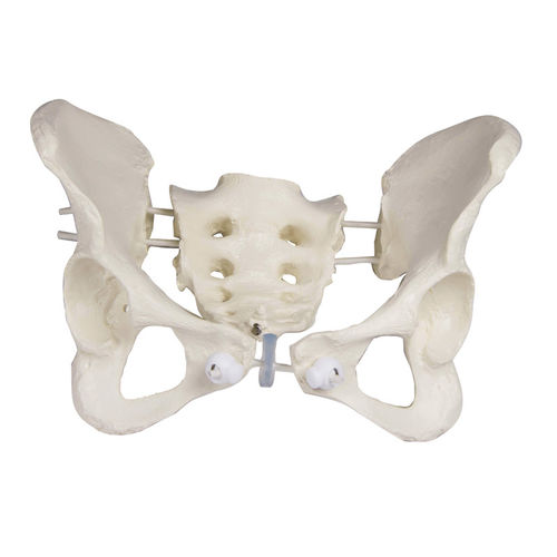 Modello anatomico osseo - 4054G - Erler-Zimmer - di bacino / femminile / flessibile