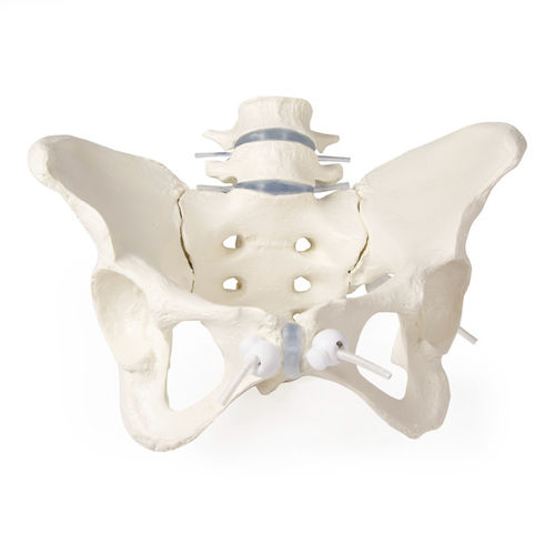 Modello anatomico osseo - 4058G - Erler-Zimmer - di bacino / di colonna vertebrale lombare / di osso sacro