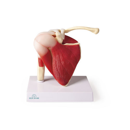 Modello anatomico di spalla - 4661 - Erler-Zimmer - di articolazione / di muscolo