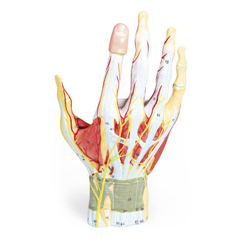 Modello anatomico di vasi sanguigni - M161 - Erler-Zimmer - di mano