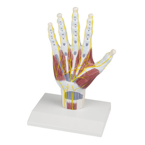Modello anatomico di mano - M260 - Erler-Zimmer