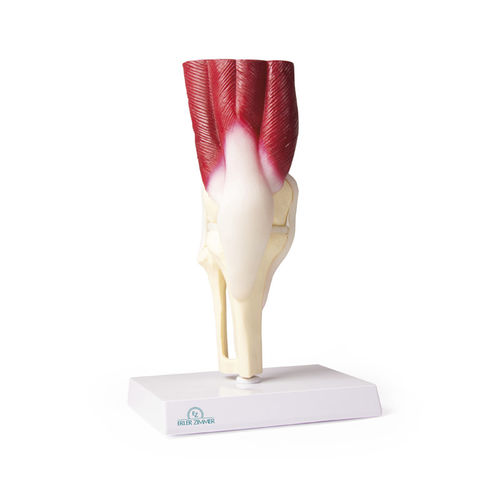 Modello anatomico per ginocchio - 4662 - Erler-Zimmer - di articolazione