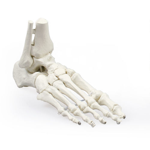 Modello anatomico di scheletro - 6053 - Erler-Zimmer - di tibia / di piede / ad uso didattico