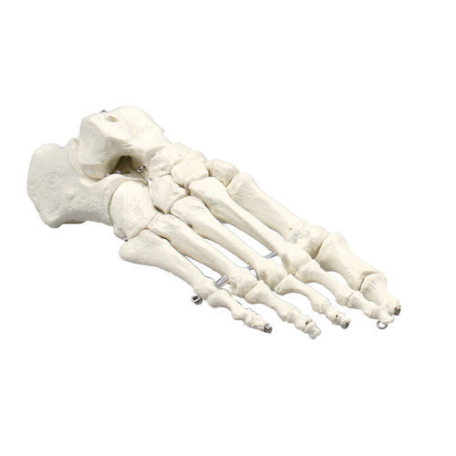Modello anatomico di scheletro - 6050 - Erler-Zimmer - di piede / ad uso didattico