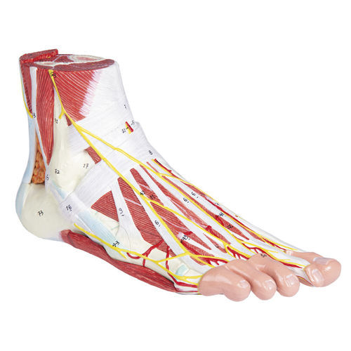 Modello anatomico di piede - M139 - Erler-Zimmer