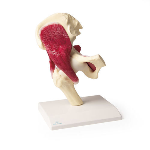 Modello anatomico di anca - 4663 - Erler-Zimmer - di articolazione / con muscolatura
