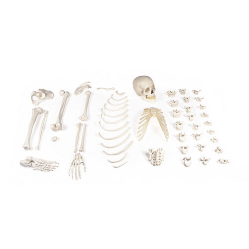 Modello anatomico di scheletro - 3024 - Erler-Zimmer - ad uso didattico / disarticolato