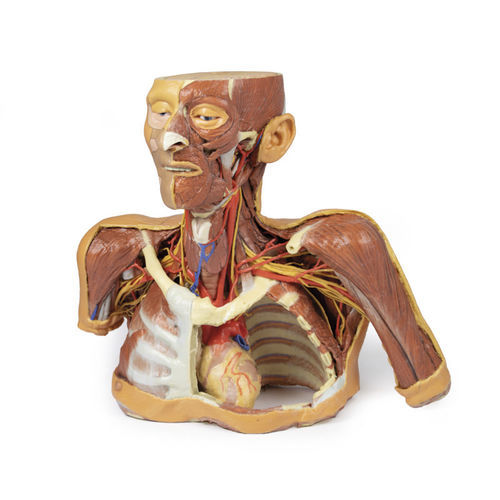 Modello anatomico di testa - MP1250 - Erler-Zimmer - di collo / di torace / ad uso didattico