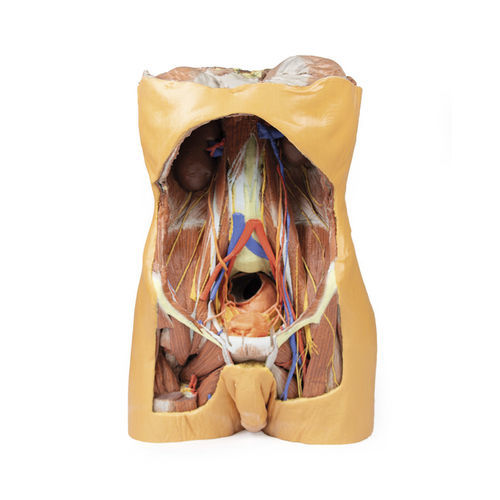 Modello anatomico di torso - MP1300 - Erler-Zimmer - di addome / ad uso didattico