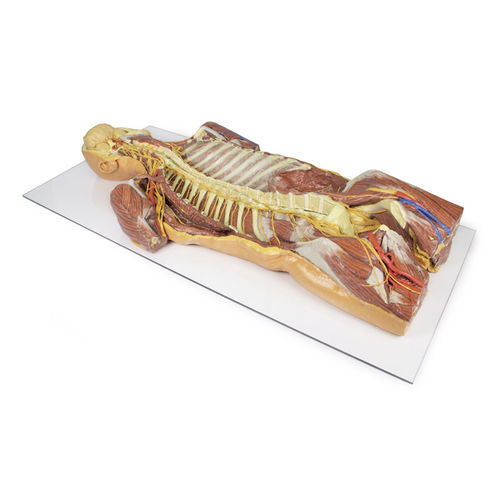 Modello anatomico di torace - MP1410 - Erler-Zimmer - ad uso didattico
