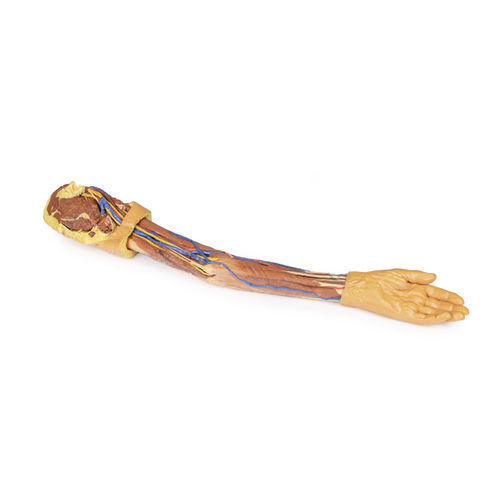 Modello anatomico di braccio - MP1500 - Erler-Zimmer - ad uso didattico