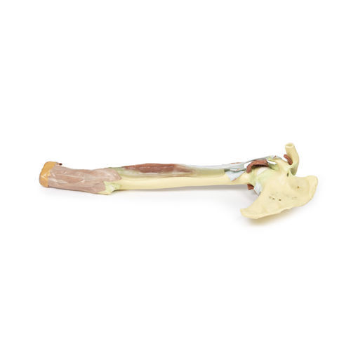 Modello anatomico di braccio - MP1515 - Erler-Zimmer - ad uso didattico