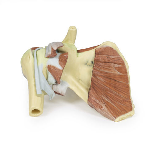 Modello anatomico di spalla - MP1527 - Erler-Zimmer - ad uso didattico