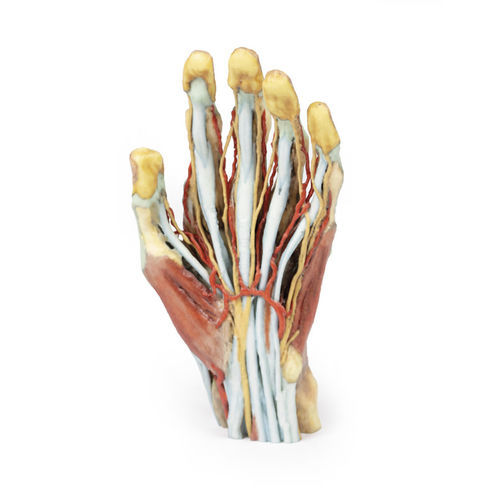 Modello anatomico di mano - MP1530 - Erler-Zimmer - ad uso didattico