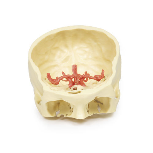 Modello anatomico di cranio - MP1600 - Erler-Zimmer - di arteria / ad uso didattico