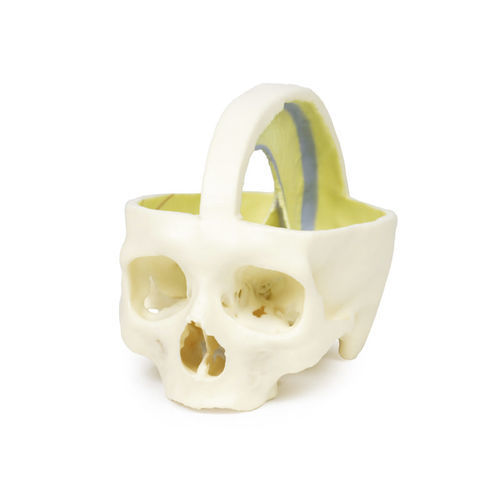 Modello anatomico di cranio - MP1610 - Erler-Zimmer - ad uso didattico