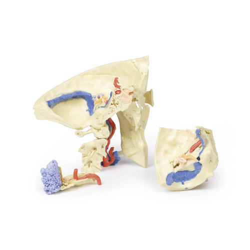 Modello anatomico di cranio - MP1620 - Erler-Zimmer - ad uso didattico