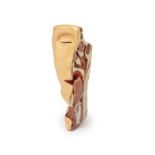 Modello anatomico facciale - MP1665 - Erler-Zimmer - ad uso didattico