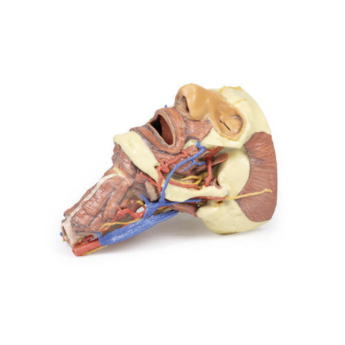 Modello anatomico di testa - MP1670 - Erler-Zimmer - ad uso didattico