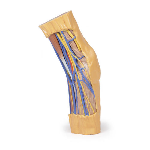 Modello anatomico di braccio - MP1750 - Erler-Zimmer - ad uso didattico