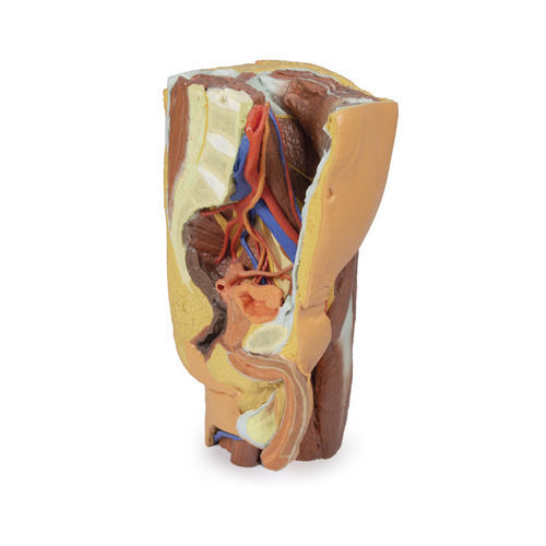 Modello anatomico di bacino - MP1765 - Erler-Zimmer - ad uso didattico / maschile