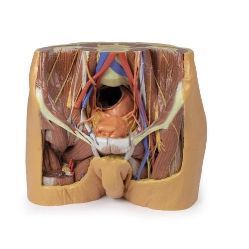 Modello anatomico di bacino - MP1770 - Erler-Zimmer - ad uso didattico / maschile