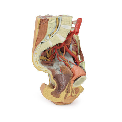 Modello anatomico di bacino - MP1780 - Erler-Zimmer - ad uso didattico / femminile