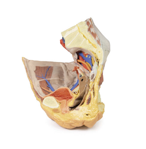 Modello anatomico di bacino - MP1783 - Erler-Zimmer - ad uso didattico / femminile