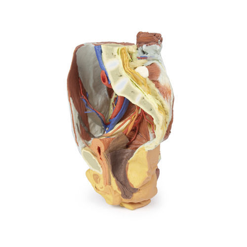 Modello anatomico di bacino - MP1785 - Erler-Zimmer - ad uso didattico / femminile