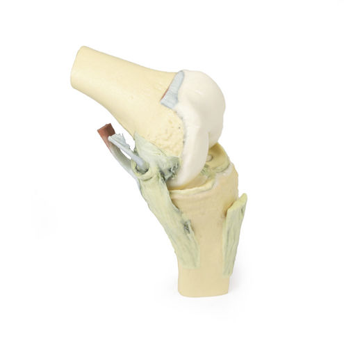 Modello anatomico per ginocchio - MP1800 - Erler-Zimmer - ad uso didattico