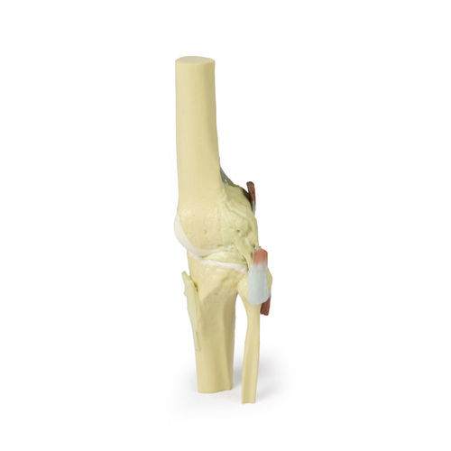 Modello anatomico per ginocchio - MP1805 - Erler-Zimmer - ad uso didattico