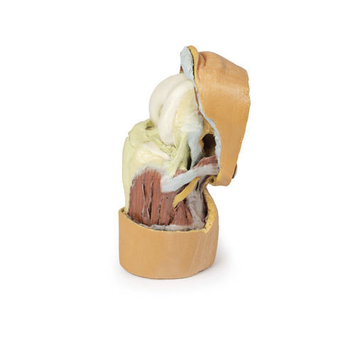 Modello anatomico per ginocchio - MP1807 - Erler-Zimmer - ad uso didattico